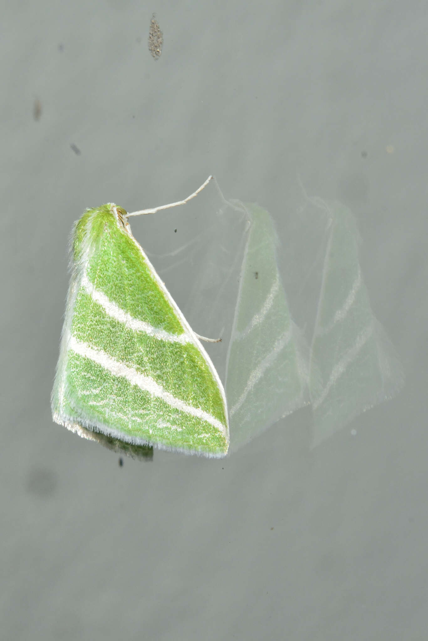 Image of Synchlora bistriaria (Packard 1876)