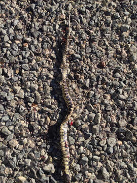 Image of Desert Kingsnake