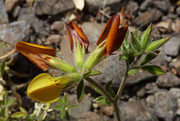 Image de Lotus oliveirae A. Chev.