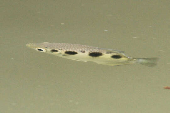 Image of Sevenspot archerfish