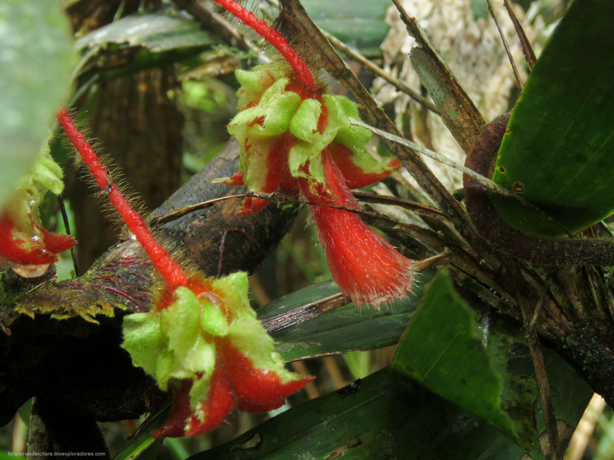 Image of Glossoloma schultzei (Mansf.) J. L. Clark