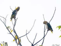 Image of Eastern White-bellied Parrot