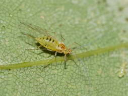 Image of Common sycamore aphid