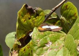 Image of Adelpha thoasa