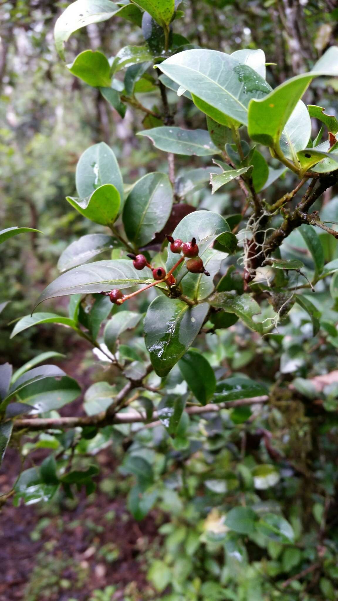 Слика од Ixora emirnensis Baker