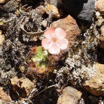 Image of Drosera pulchella Lehm.