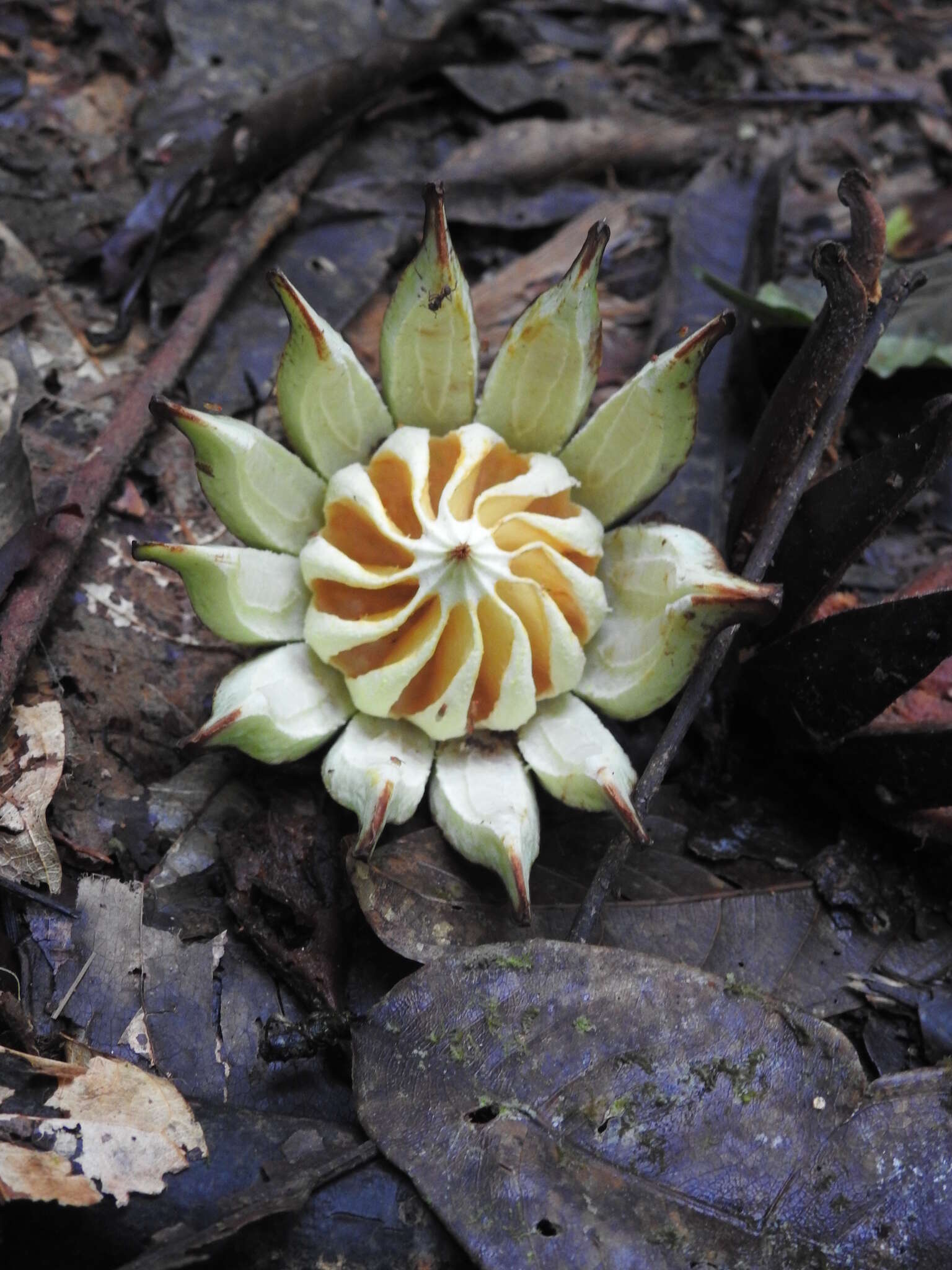 Image of Clusia grandiflora Splitg.