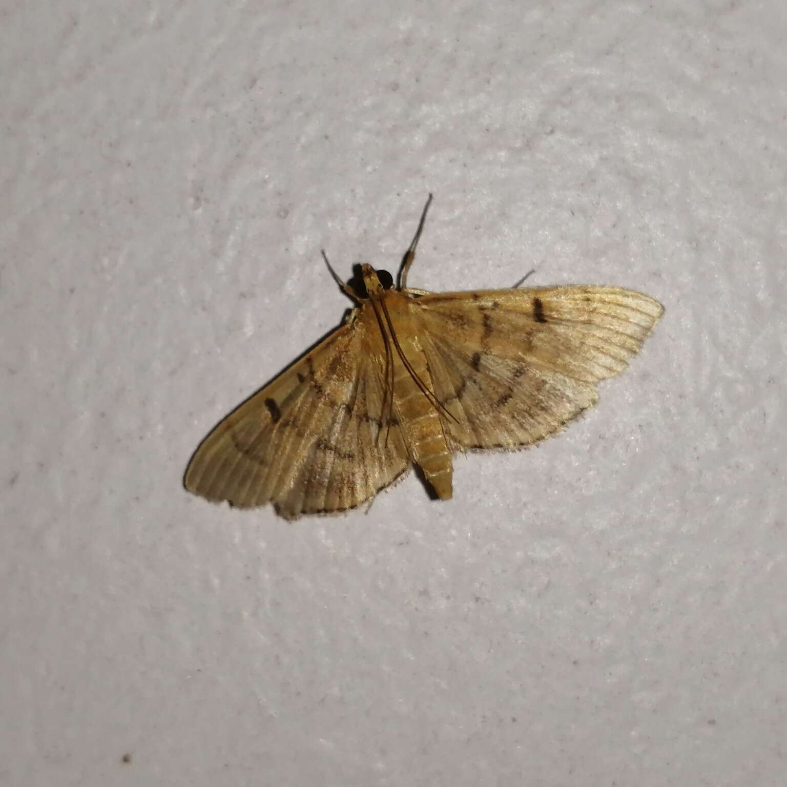 Image of Bean-leaf Webworm Moth