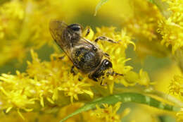 Imagem de Colletes simulans armatus Patton 1879