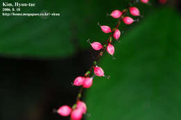 Image of Persicaria filiformis (Thunb.) Nakai