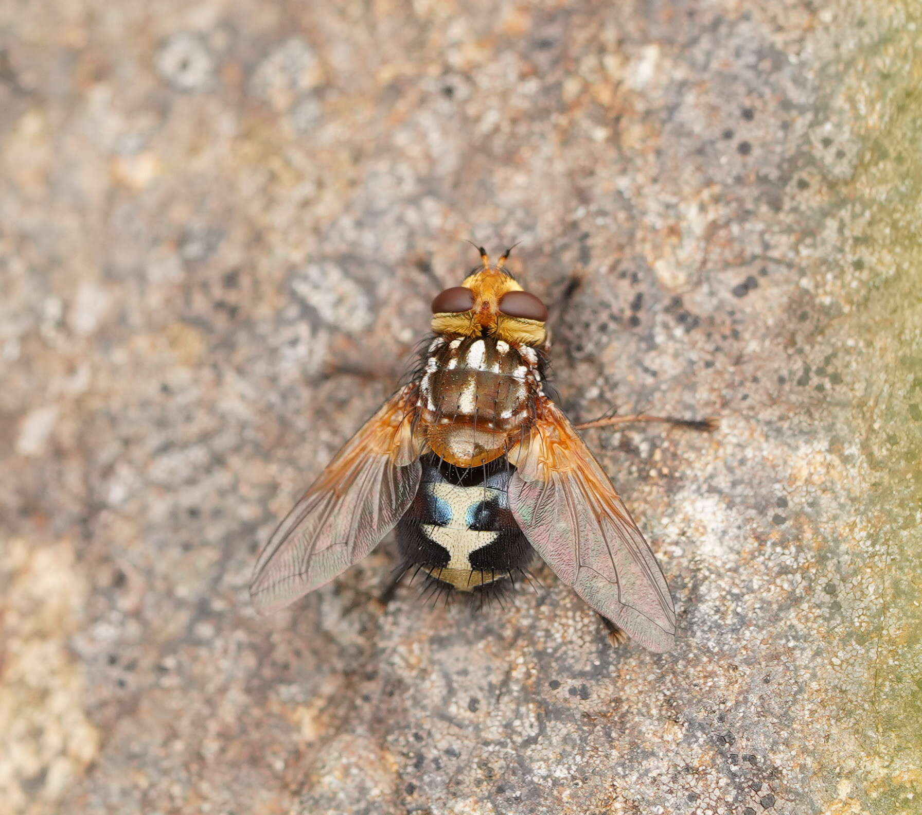 Image of Microtropesa nigricornis Macquart 1851