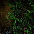 Image of Lindsaea guianensis (Aubl.) Dryand.