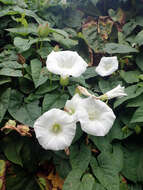 Image de Calystegia silvatica subsp. disjuncta R. K. Brummitt