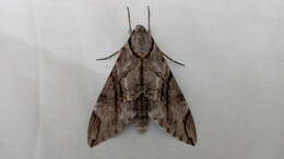 Image of Gray hawk moth