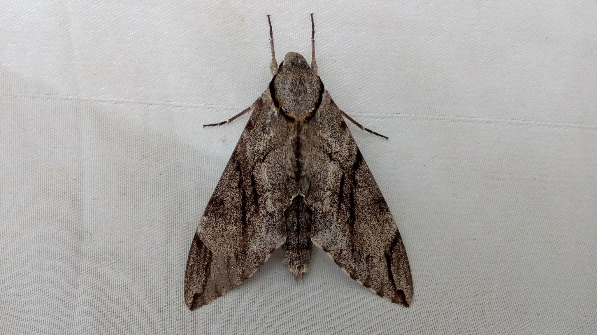 Image of Gray hawk moth