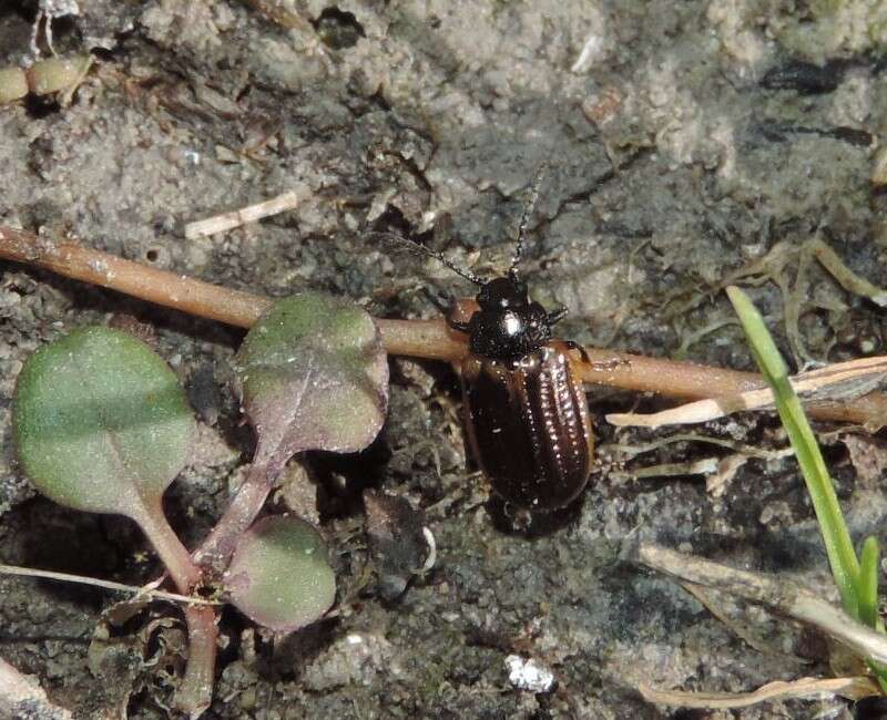 Image of Yellow-margined Leaf Beetle