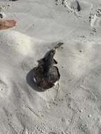 Image of Caribbean Electric Ray