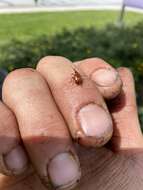 Image of Rose Curculio