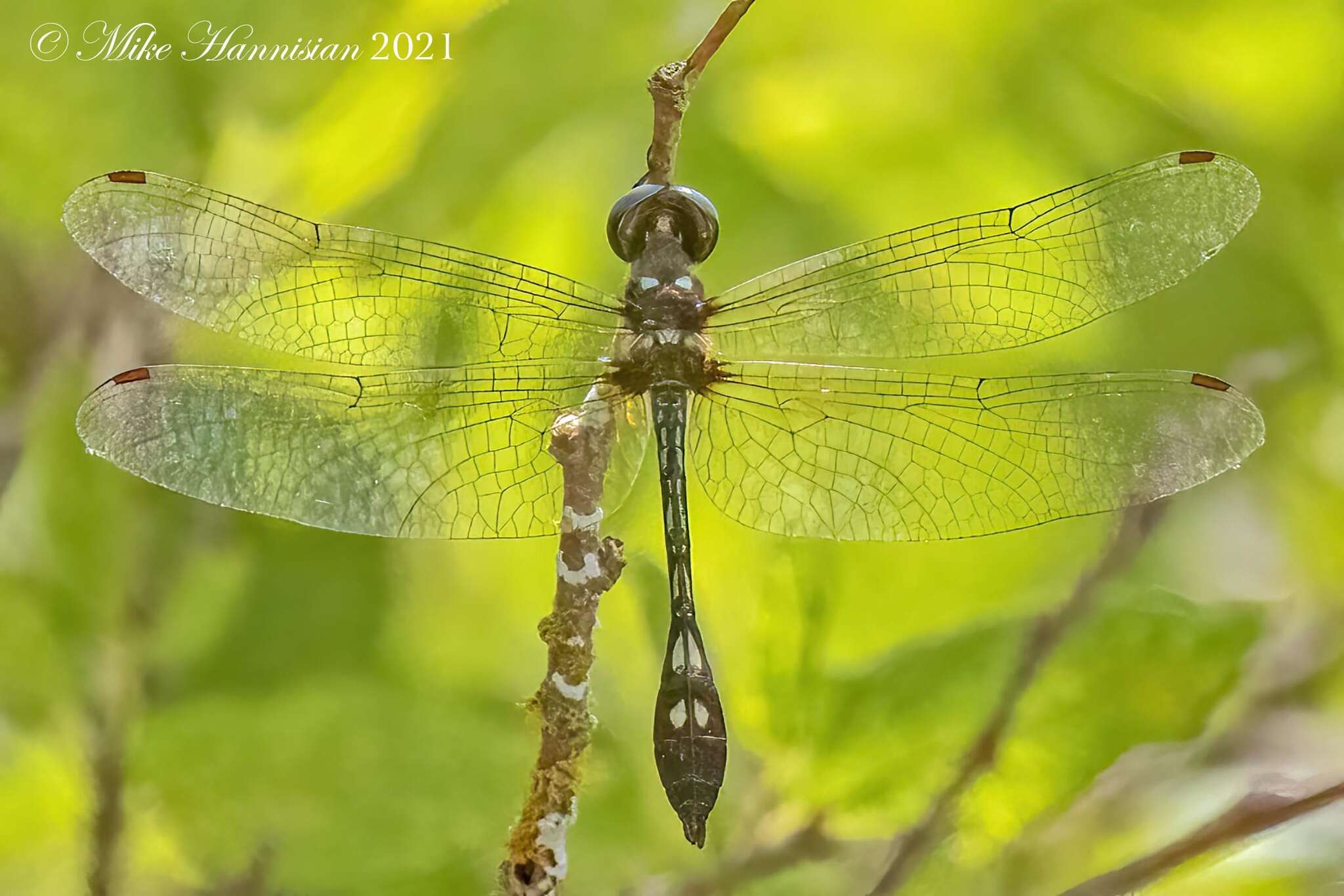 Image of Macrothemis imitans Karsch 1890