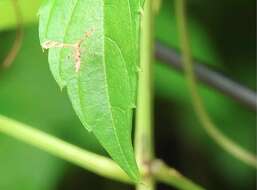 Image of Nippoptilia cinctipedalis Walker 1864