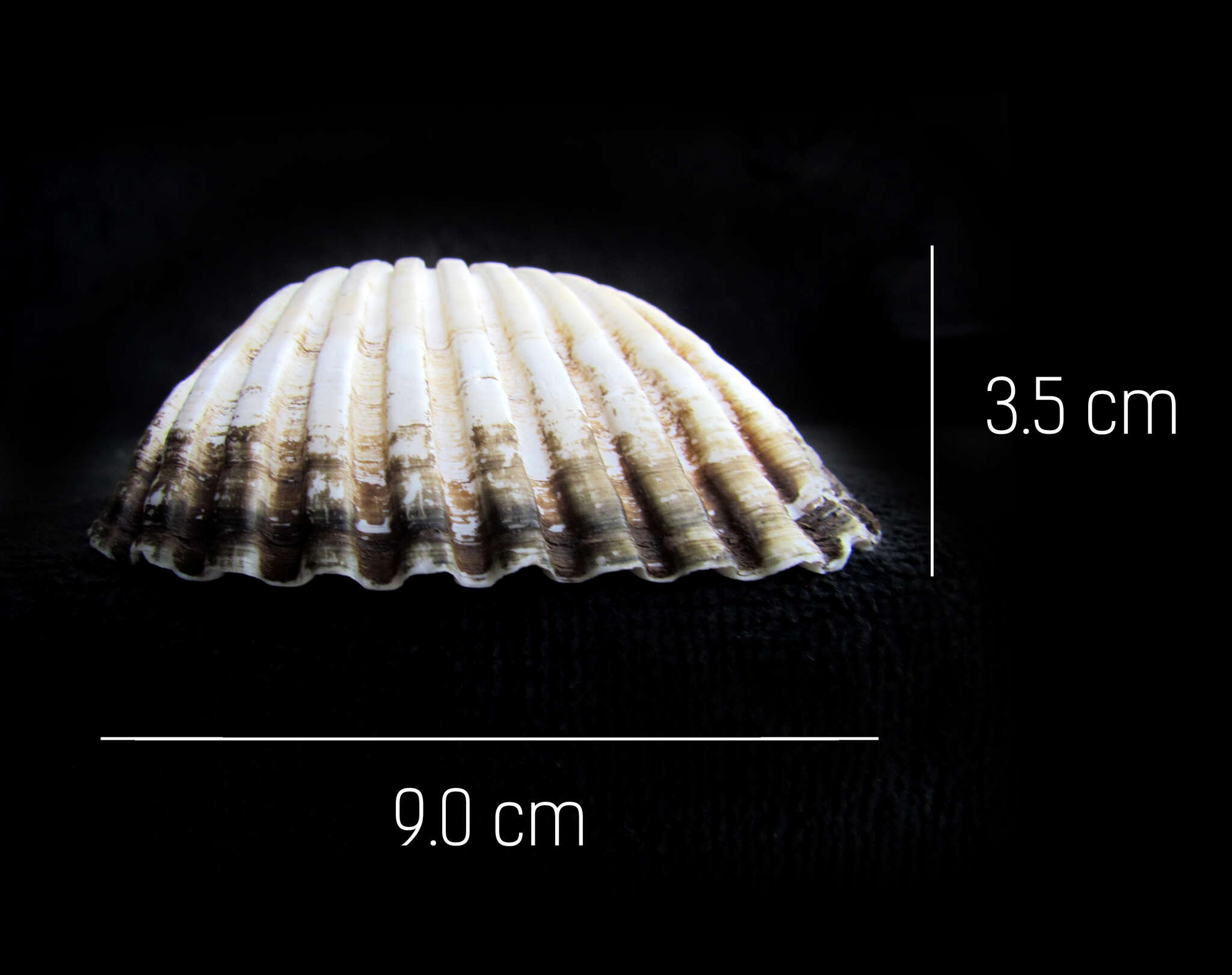 Plancia ëd Larkinia grandis (Broderip & G. B. Sowerby I 1829)