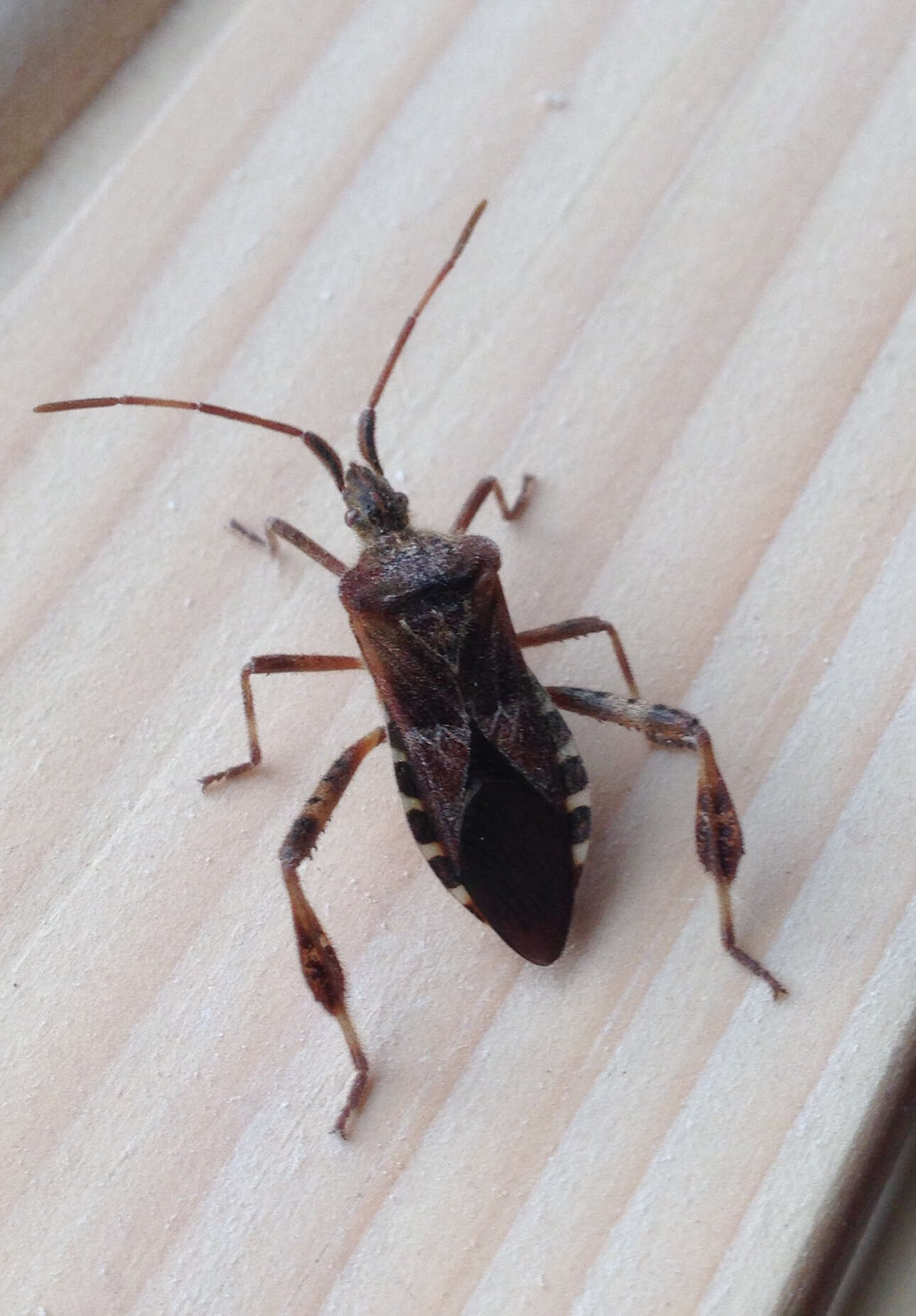 Image of Pine Seed Bug