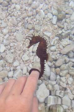 Image of Long-snouted Seahorse