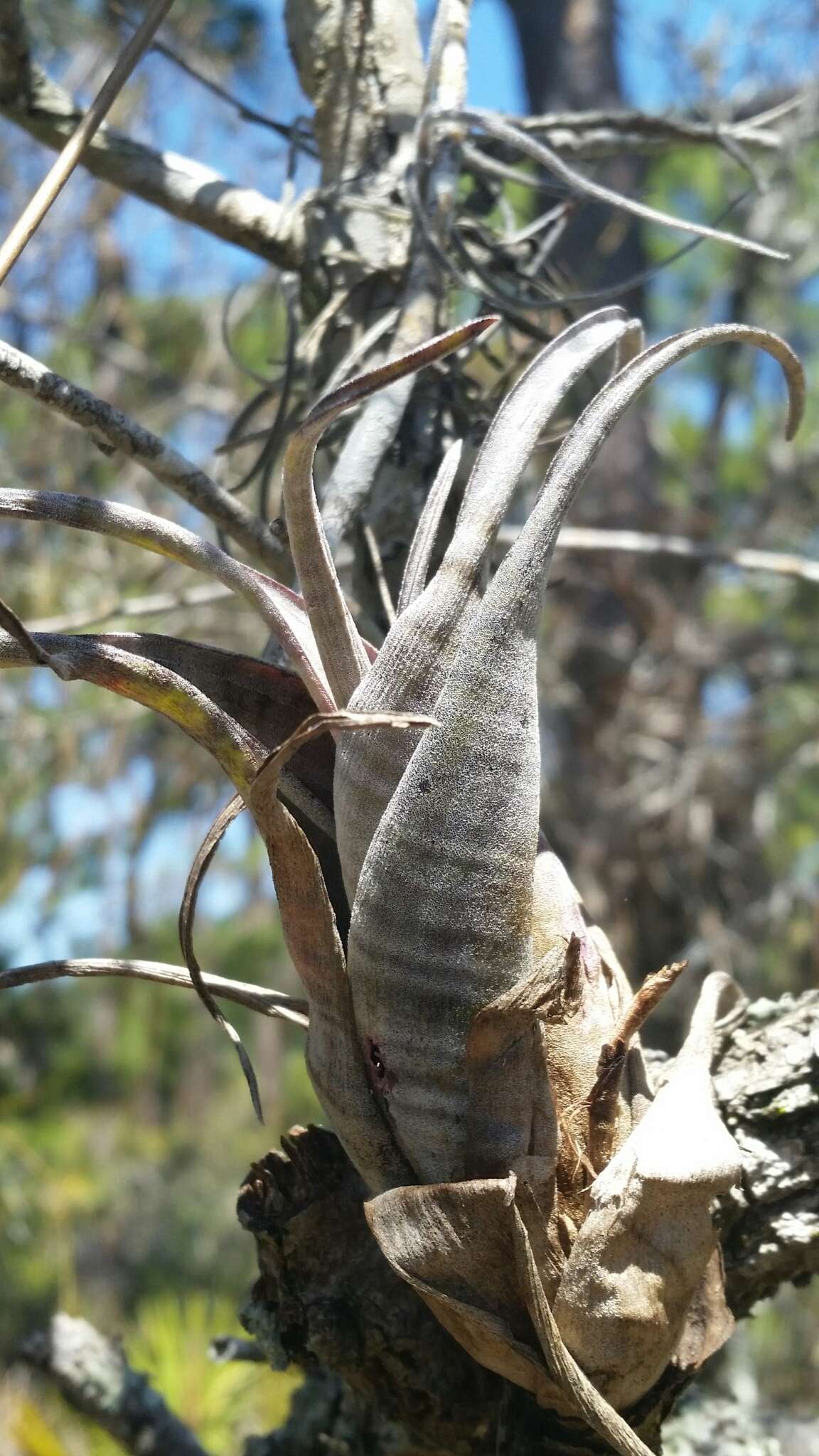 Image of twisted airplant