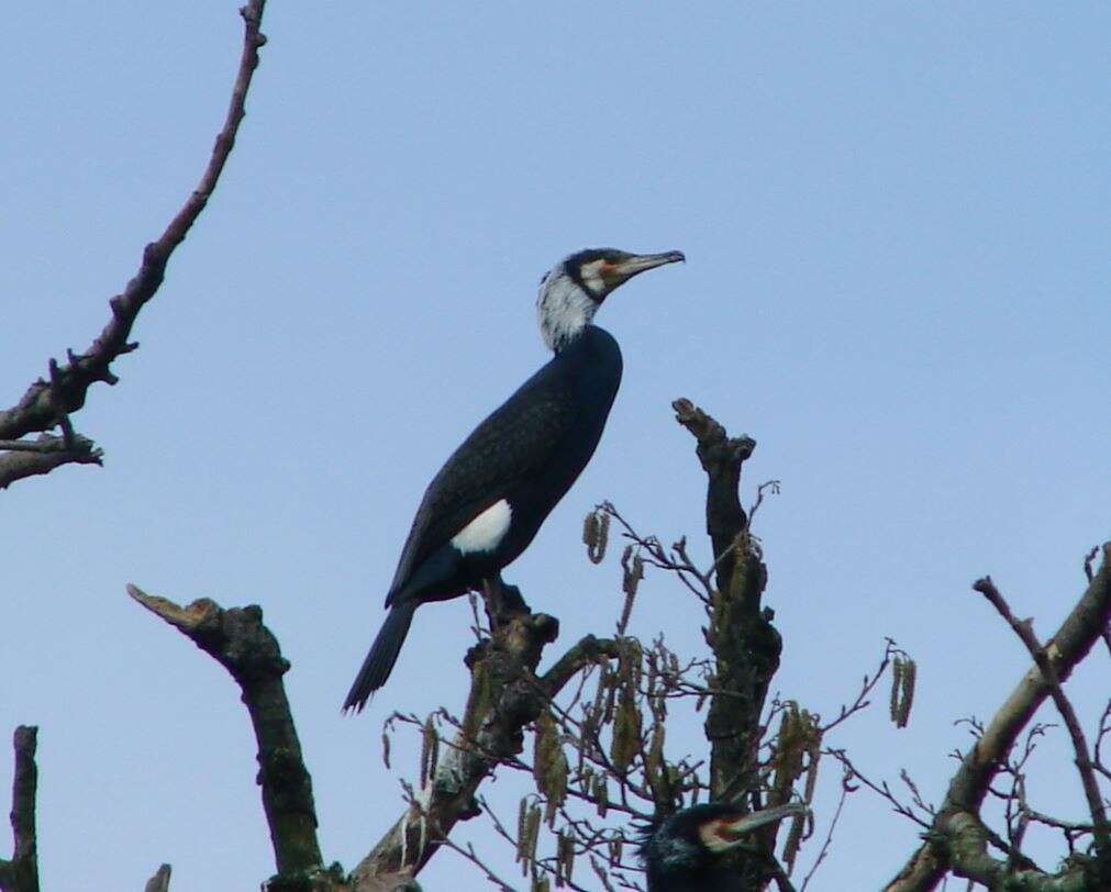 Image of Phalacrocorax carbo sinensis (Staunton 1796)