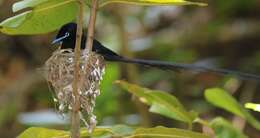 Image of Seychelles Black Paradise Flycatcher