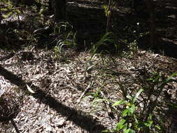 Image of cerulean flaxlily