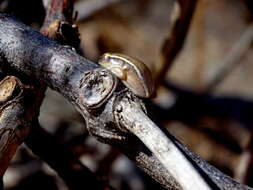 Image of Betsileo Reed Frog