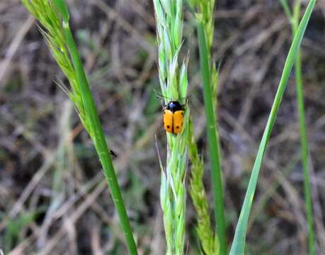 Image of <i>Cryptocephalus trimaculatus</i>