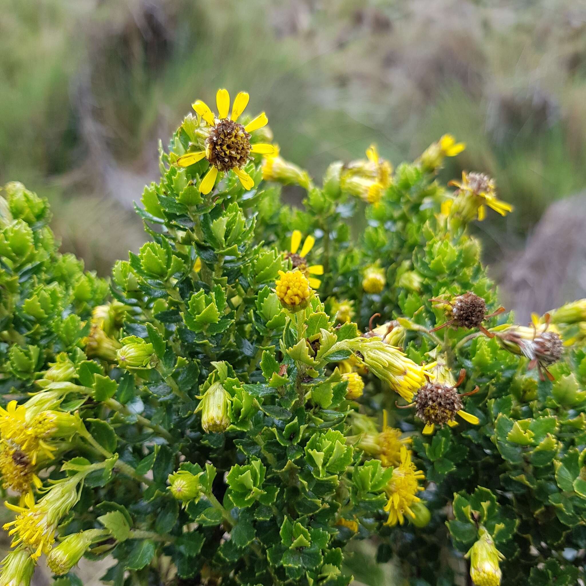 Imagem de Monticalia arbutifolia (Kunth) C. Jeffrey