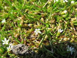 Image of Welsh mudwort