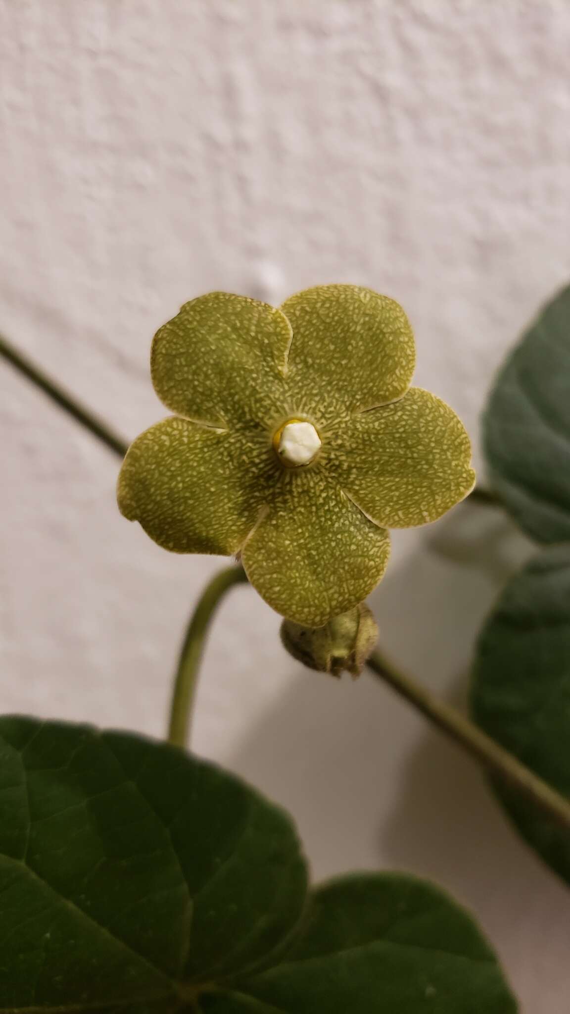 Image of Matelea velutina (Schltdl.) R. E. Woodson