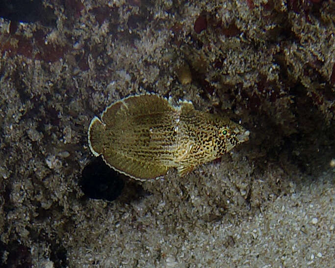 Image of Blue Spotted Wrasse