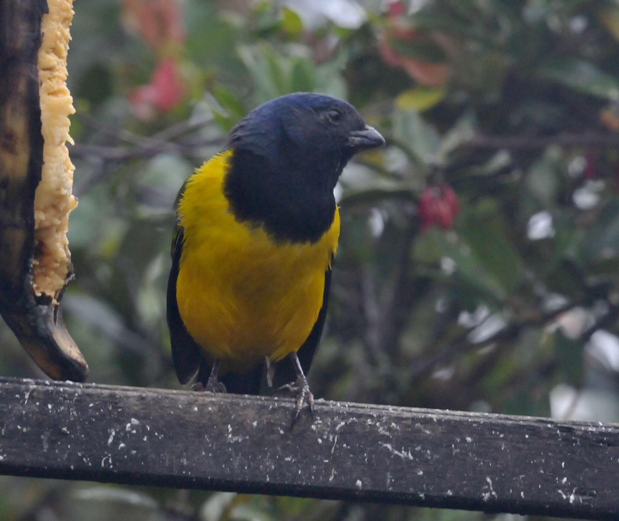 Image of Black-chested Mountain Tanager