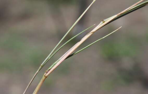 Image of brome fescue