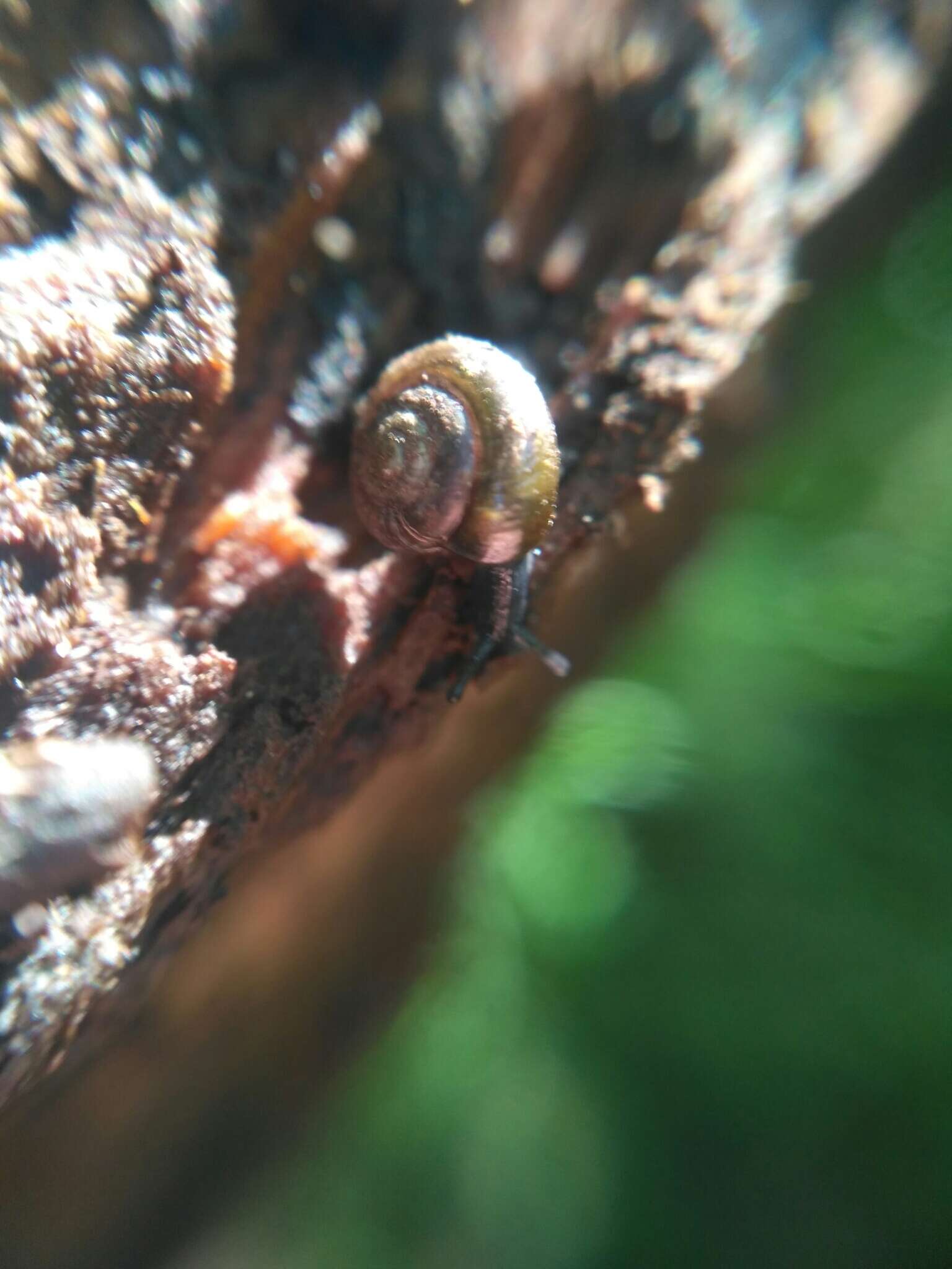 Image of Black Gloss Snail