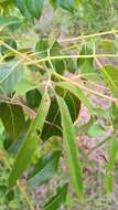 Image of Dioscorea bemarivensis Jum. & H. Perrier