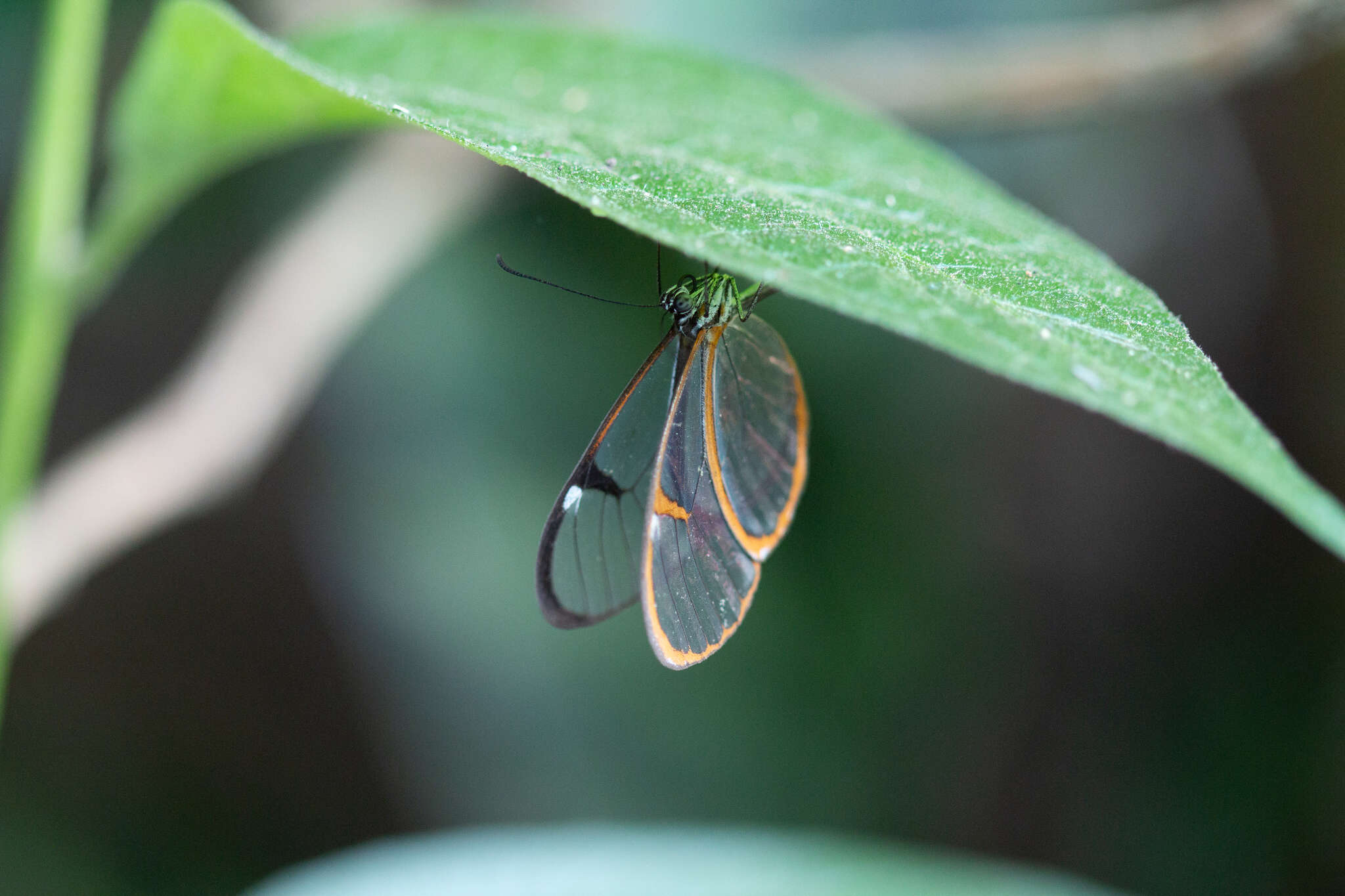 Sivun Pteronymia carlia Schaus 1902 kuva