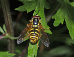 Image de Chrysotoxum verralli Collin 1940