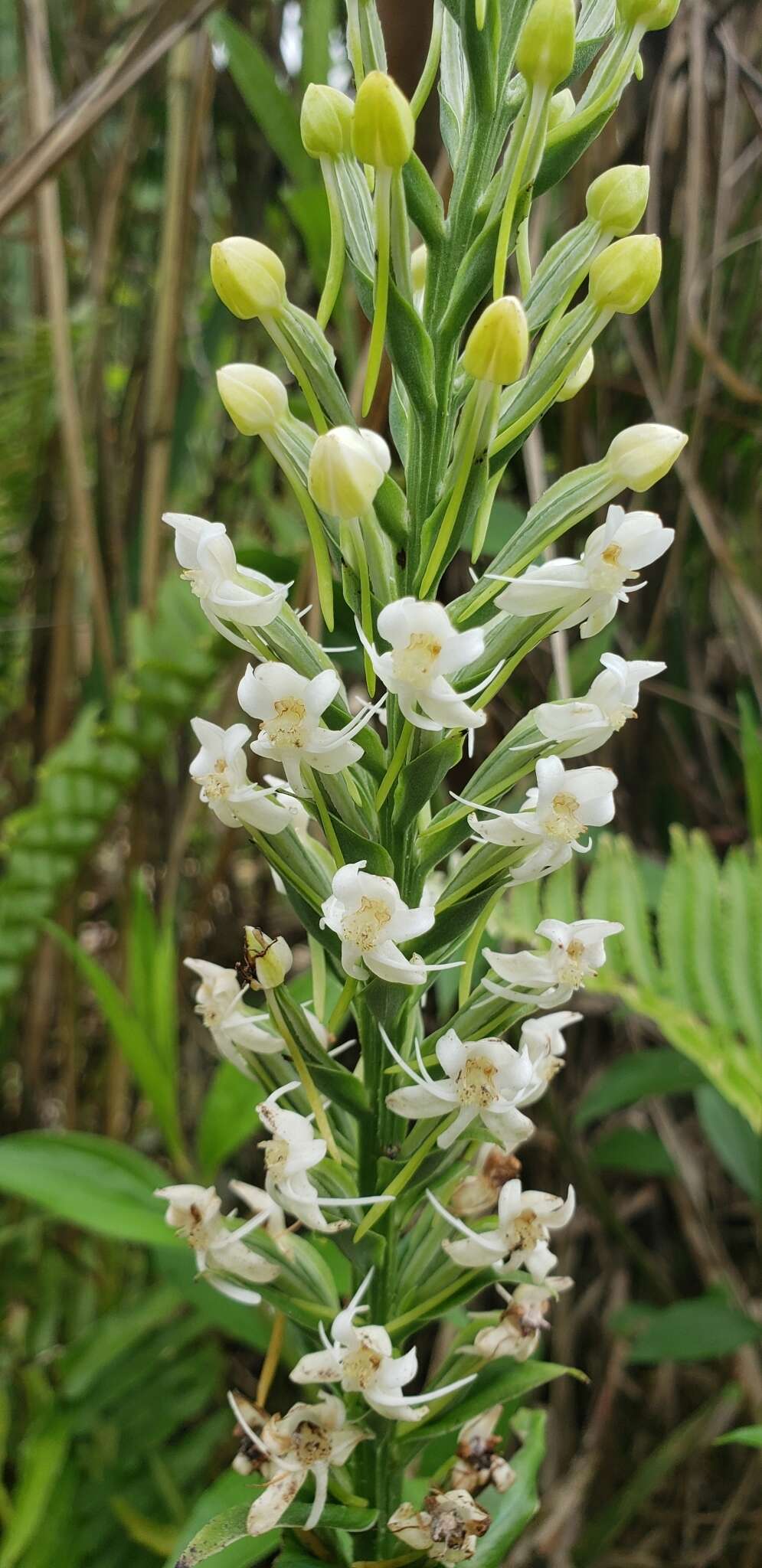 Image of Tropical False Rein Orchid