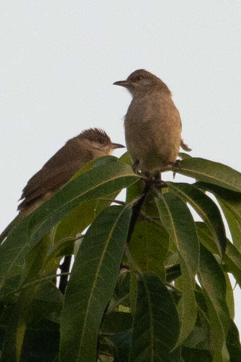 Image of Ayeyarwady Bulbul