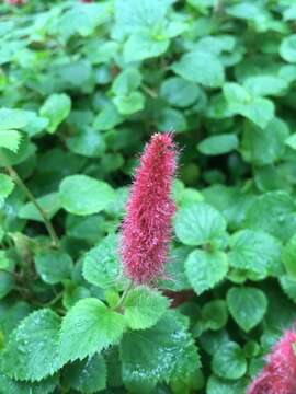 Acalypha pendula C. Wright ex Griseb. resmi