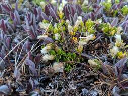 Image of Baccharis magellanica (Lam.) Pers.