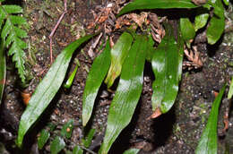 Plancia ëd Loxogramme dictyopteris (Mett.) Copel.