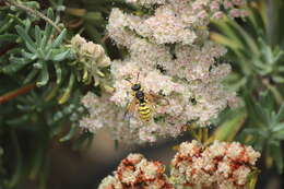 Image of Cerceris sextoides Banks 1947