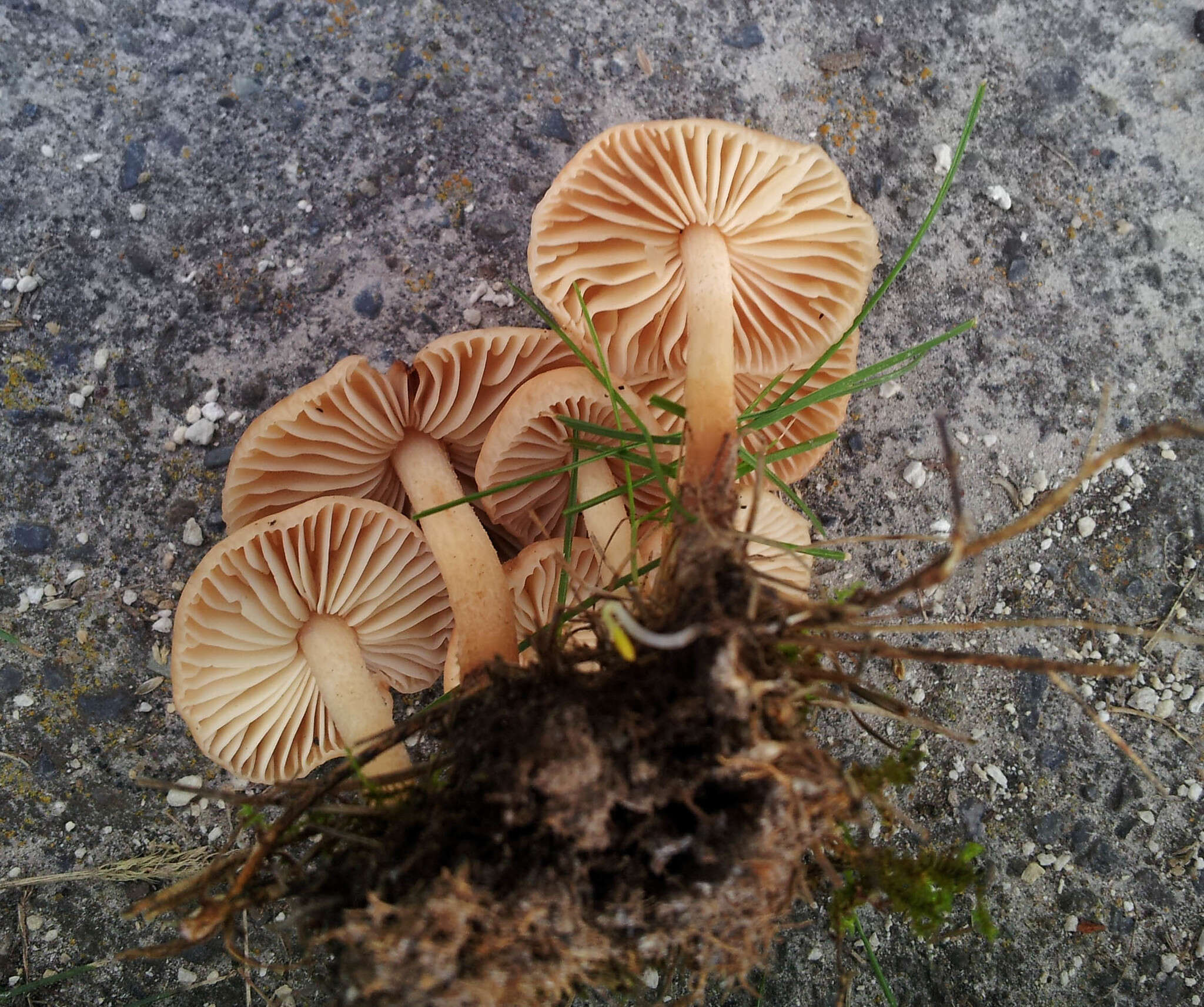 Image of Marasmius oreades (Bolton) Fr. 1836